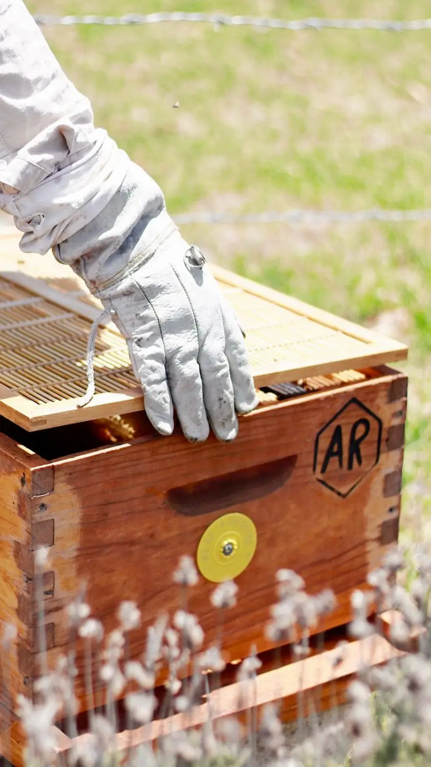 Abeja Reyna Celebra el Día Mundial del Apicultor