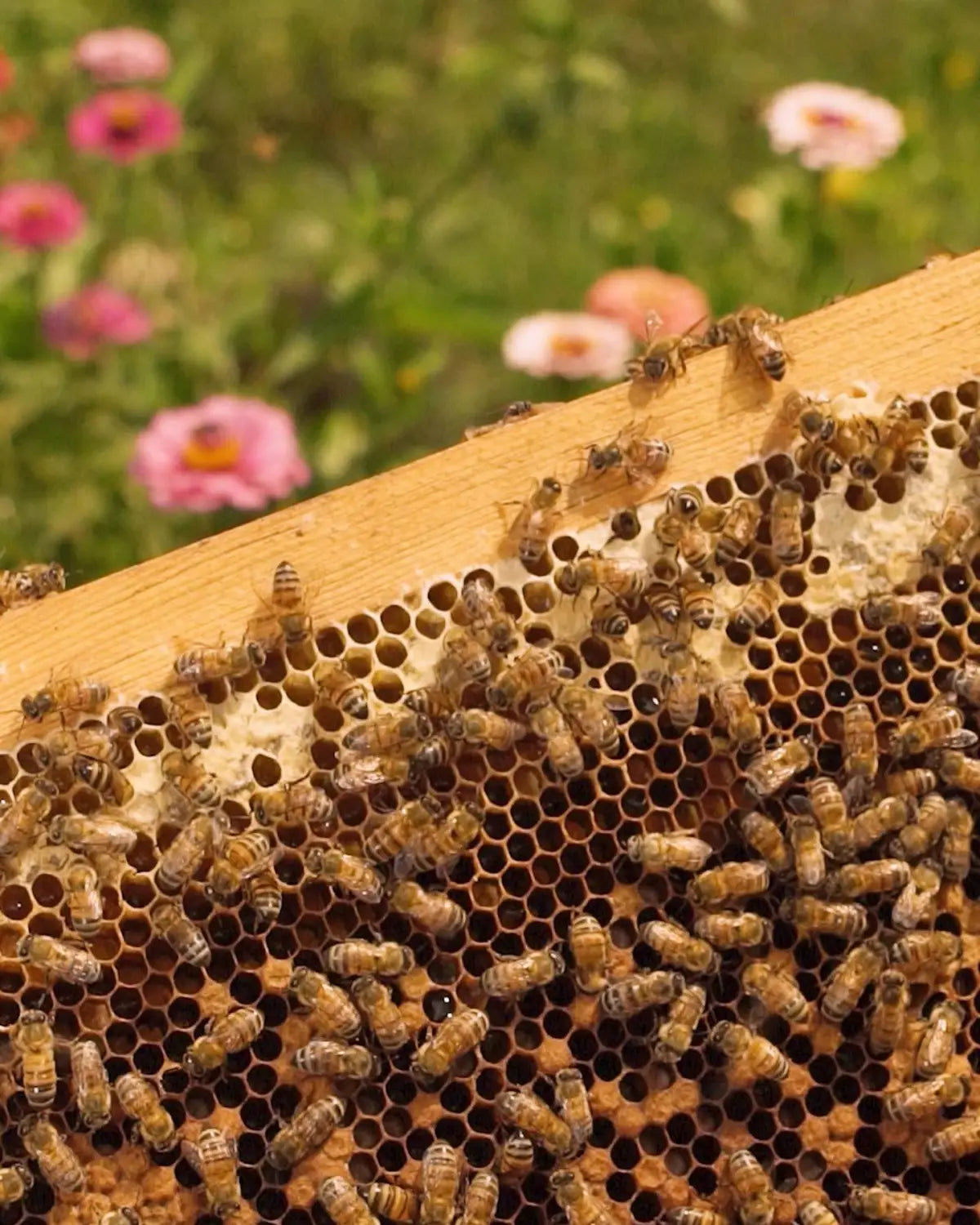 Celebra el Día Mundial de las Abejas y descubre los beneficios que tienen sus ingredientes naturales.