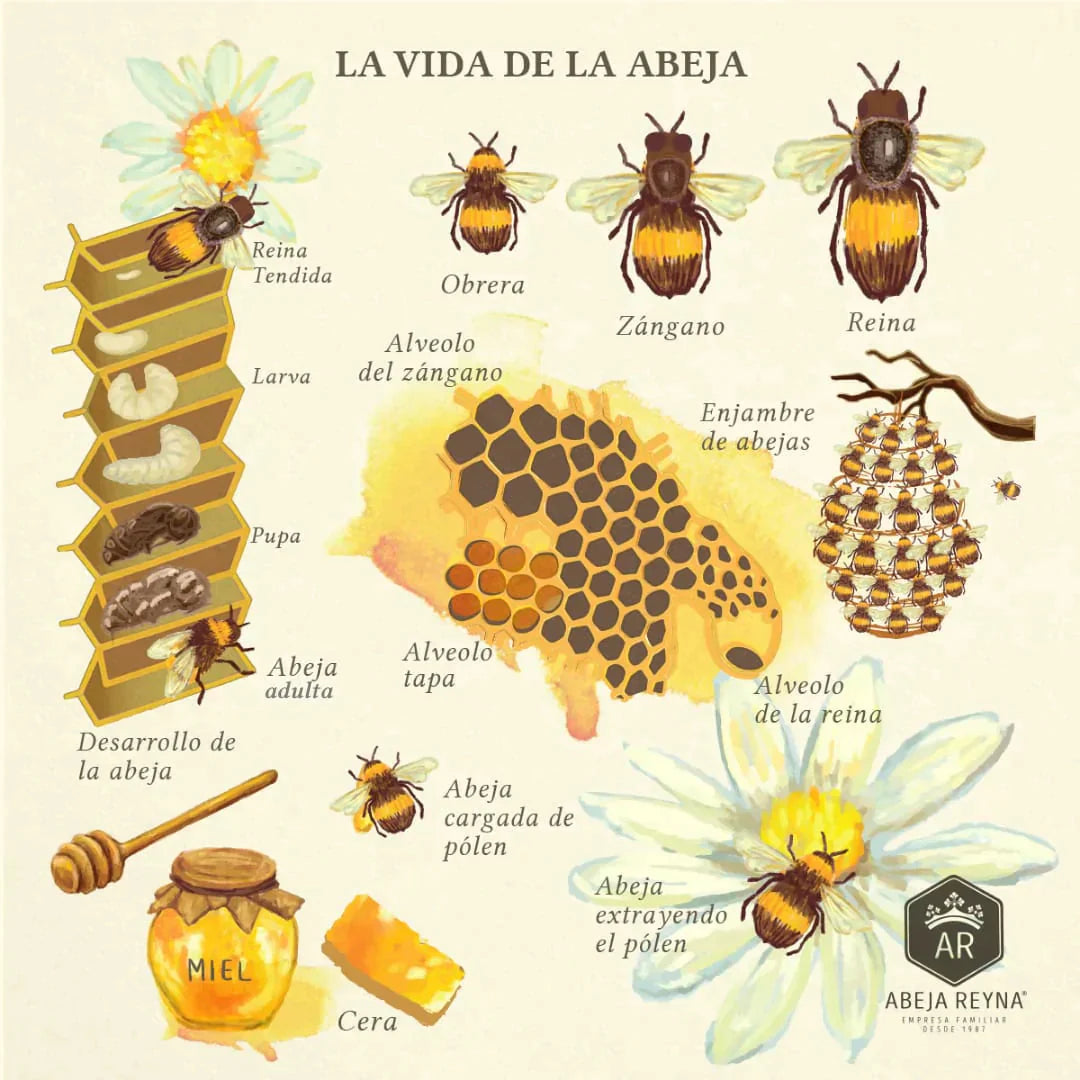 ¡Es hora de sembrar! Abeja Reyna